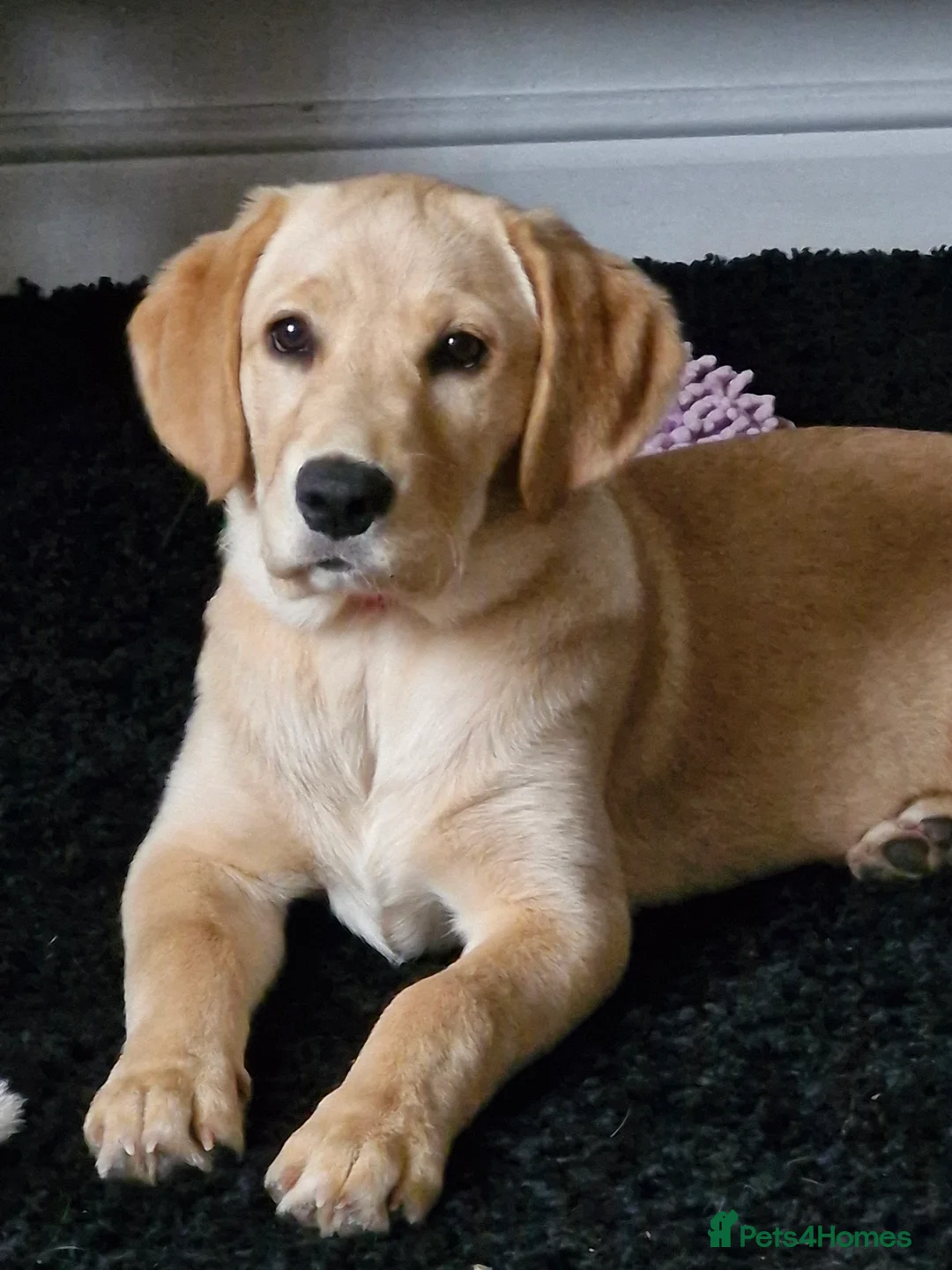 Goldador dogs for sale: 11Month old Goldador Girl - Advert 7