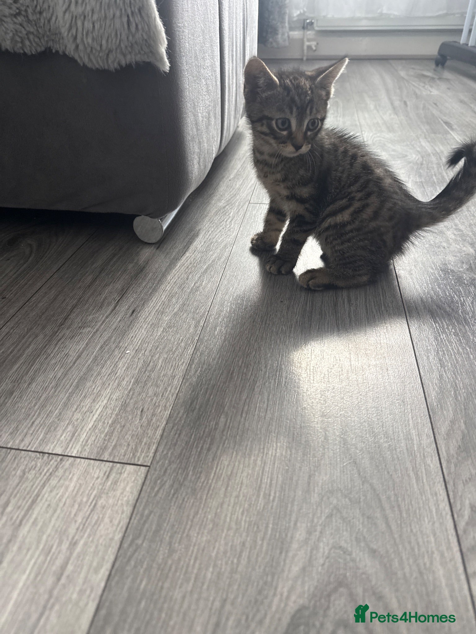 Mixed Breed cats Adorable Tabby Kitten Looking For A Loving Home - Advert 1