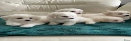 Bichon Frise dogs for sale: Purebred bichon frise - Advert 4