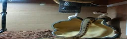 Python Snake reptiles for sale: Royal jackson python - Advert 14