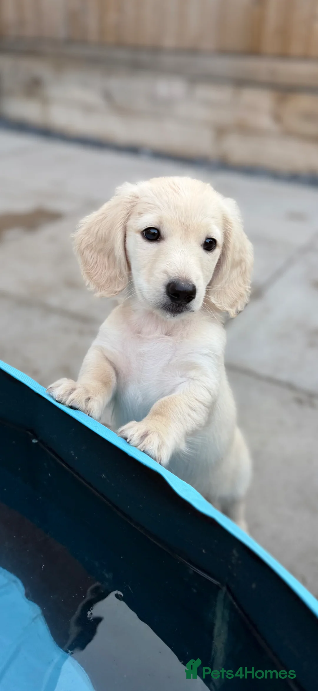 Miniature Dachshund dogs for sale: Long haired intense cream miniature dachshund boy in Nottingham - Advert 6