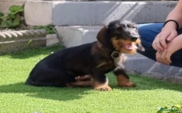 Dachshund dogs - Advert 12