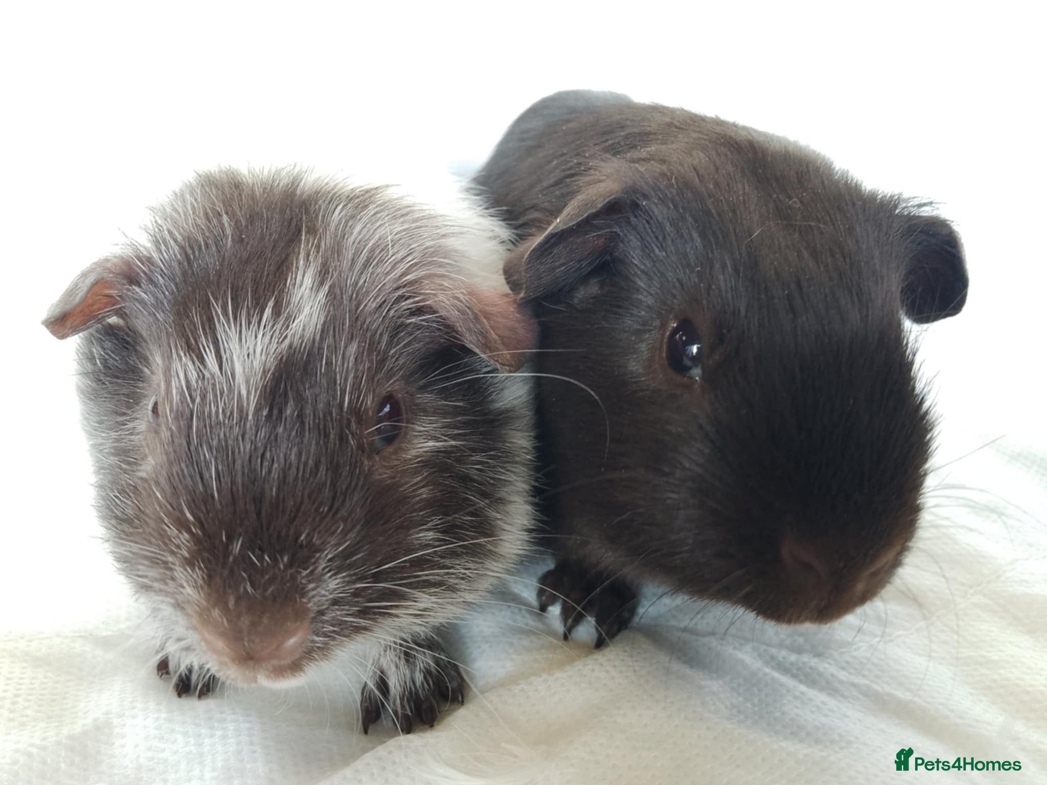 Guinea Pig rodents Lovely Baby Guinea pig boys and girls  available  - Advert 24