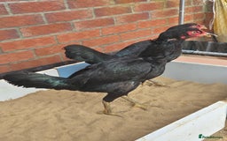 Chickens poultry for sale: 2 pure aseel hens - Image 1