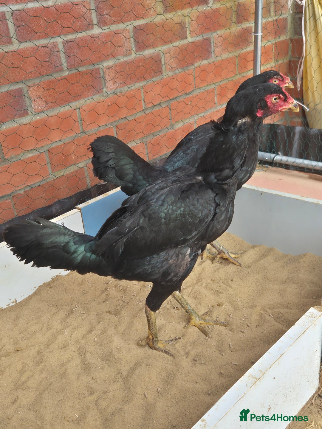 Chickens poultry for sale: 2 pure aseel hens - Image 1