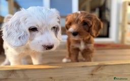 Australian Labradoodle dogs for sale: 🐶READY FOR NEW 🏡 Pure Australian Labradoodle  - Image 1