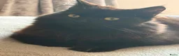 Mixed Breed cats for sale: Kittens for Sale - Advert 4