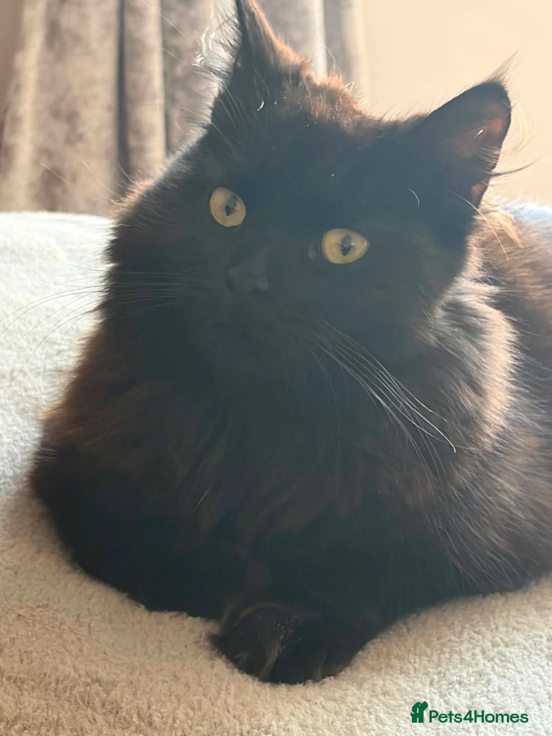 Mixed Breed cats for sale: Kittens for Sale - Advert 4