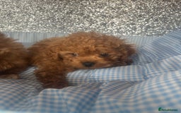 Cavapoo dogs for sale: F1 b cavapoo puppies 🐶  - Image 11