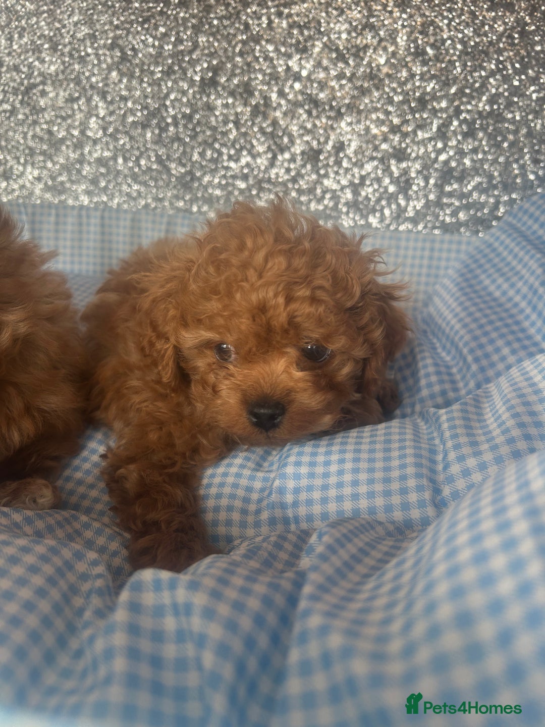 Cavapoo dogs for sale: F1 b cavapoo puppies 🐶  - Image 11