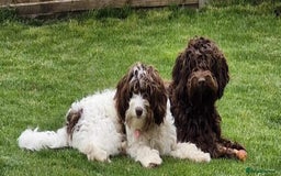 Cockapoo dogs for sale: 2 Year old Chocolate boy for rehoming - Image 10
