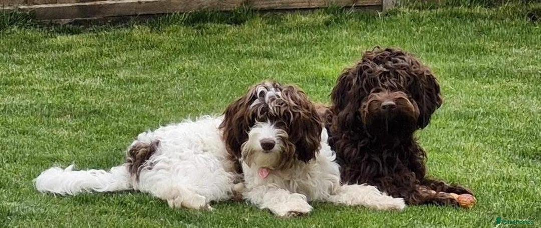 Cockapoo dogs for sale: 2 Year old Chocolate boy for rehoming - Image 10