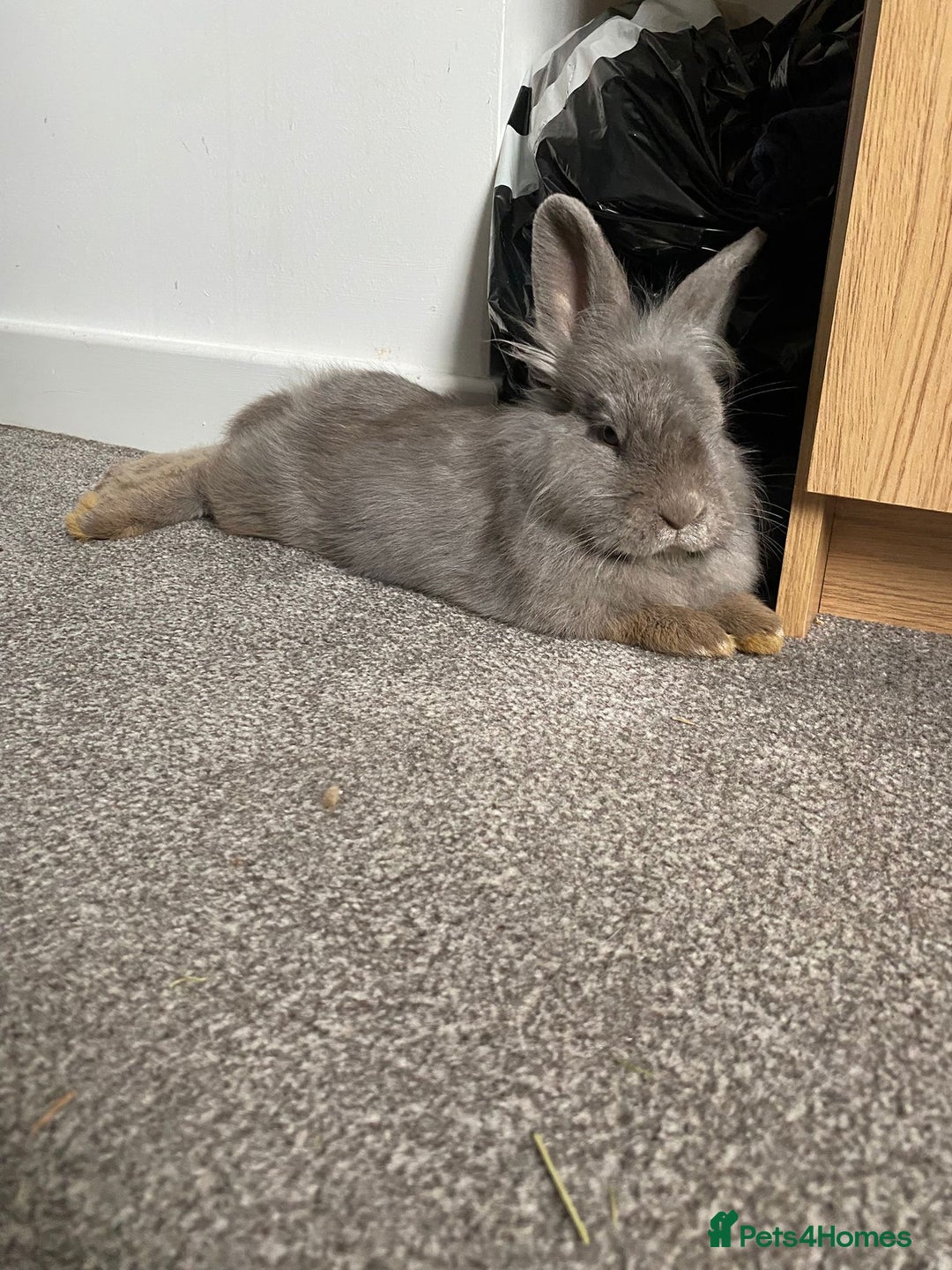 Mixed Breed rabbits for sale: Two rabbits for sale - Advert 5