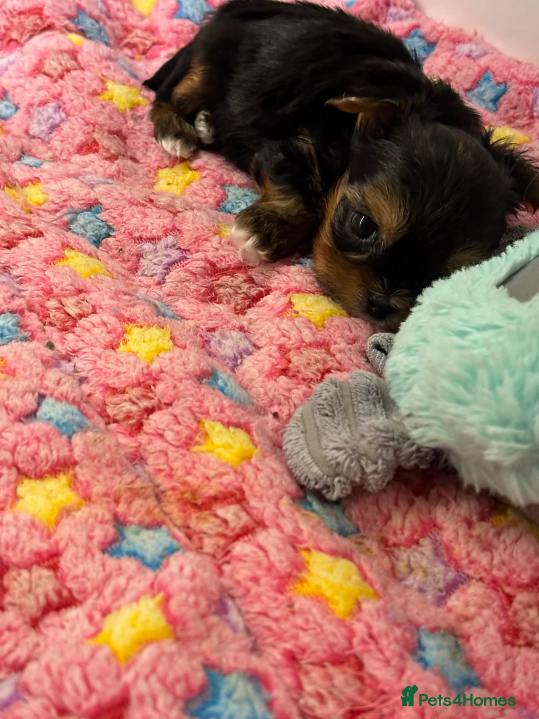 Yorkshire Terrier dogs for sale: Beautiful ned (pedigree name) - Advert 22