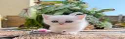 British Shorthair cats for sale: 😻TICA British Shorthair kittens 😻 - Advert 17
