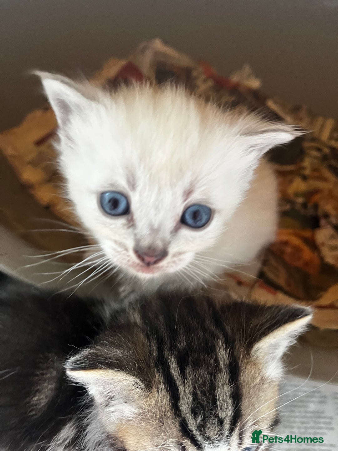 Ragdoll cats for sale: Mink ragdolls - Advert 4