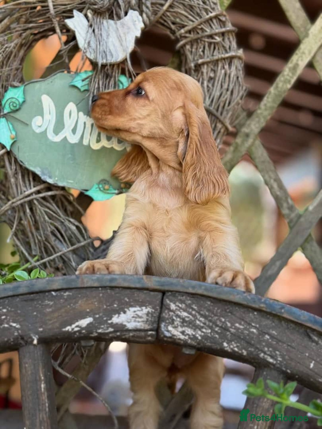 Cocker Spaniel dogs for sale: Beautiful cocker spaniel puppy  - Image 3