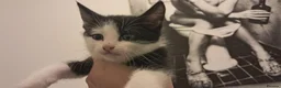 Mixed Breed cats for sale: Kitten looking for loving home in Abingdon - Advert 9