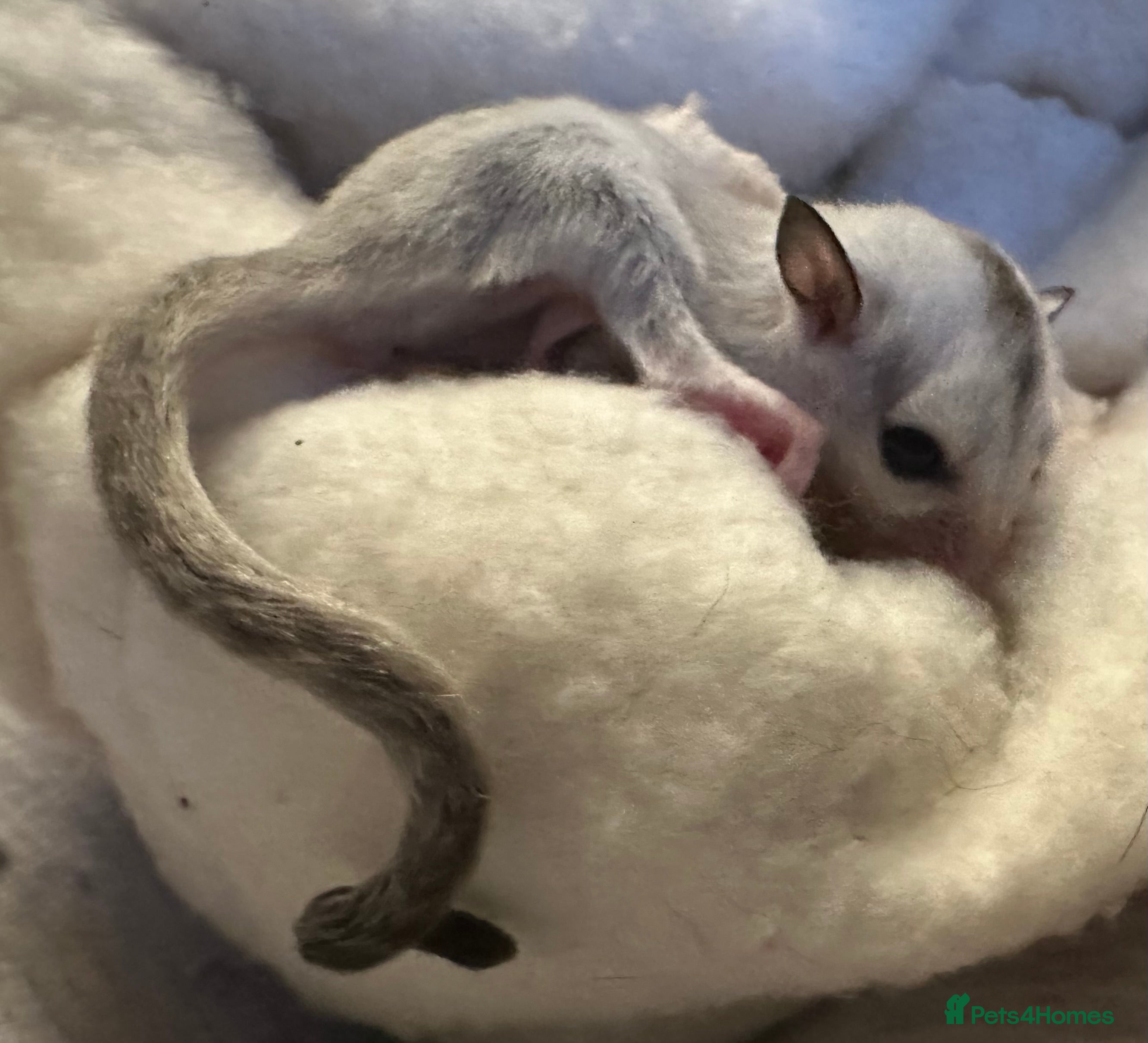 Sugar Glider rodents Female baby platinum sugar glider - Advert 13