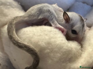 Sugar Glider rodents Female baby platinum sugar glider - Advert 1