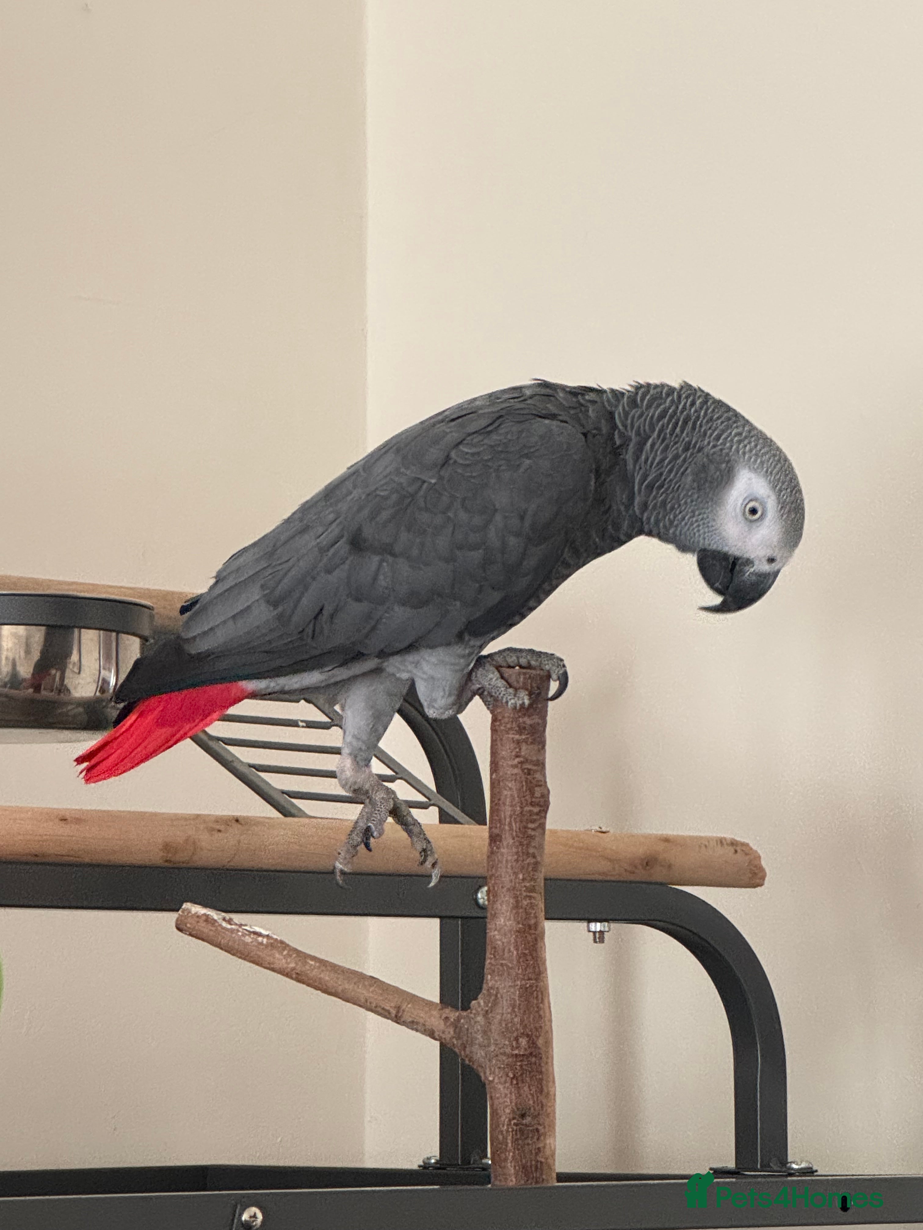 Parrots birds African grey parrot – Smokey – Loving Home Wanted - Advert 5