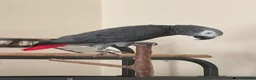 Parrots birds for sale: African grey parrot – Smokey – Loving Home Wanted - Advert 1