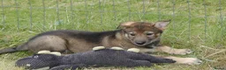Saarloos Wolfdog dogs for sale: Female available - vaccinated and ready to leave - Advert 35