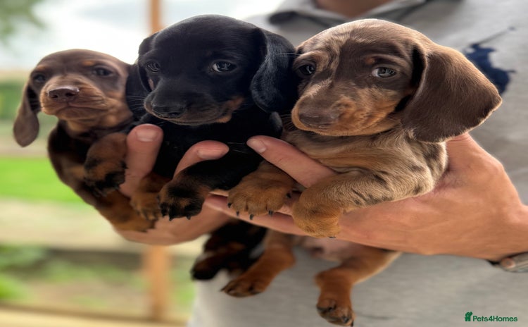 Miniature Dachshund dogs - Advert 2