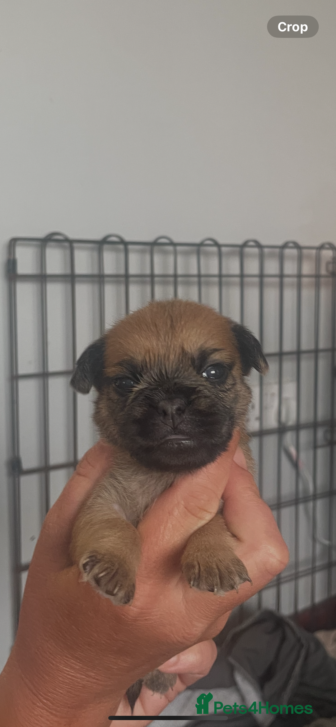 Mixed Breed dogs for sale: PUGAPOO 3 LEFT READY NOW  - Image 15