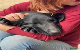 Mixed Breed dogs for adoption: Brave Bruno is Ready for His Forever Family! 🤎 - Image 2