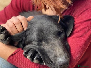 Mixed Breed dogs - Advert 3