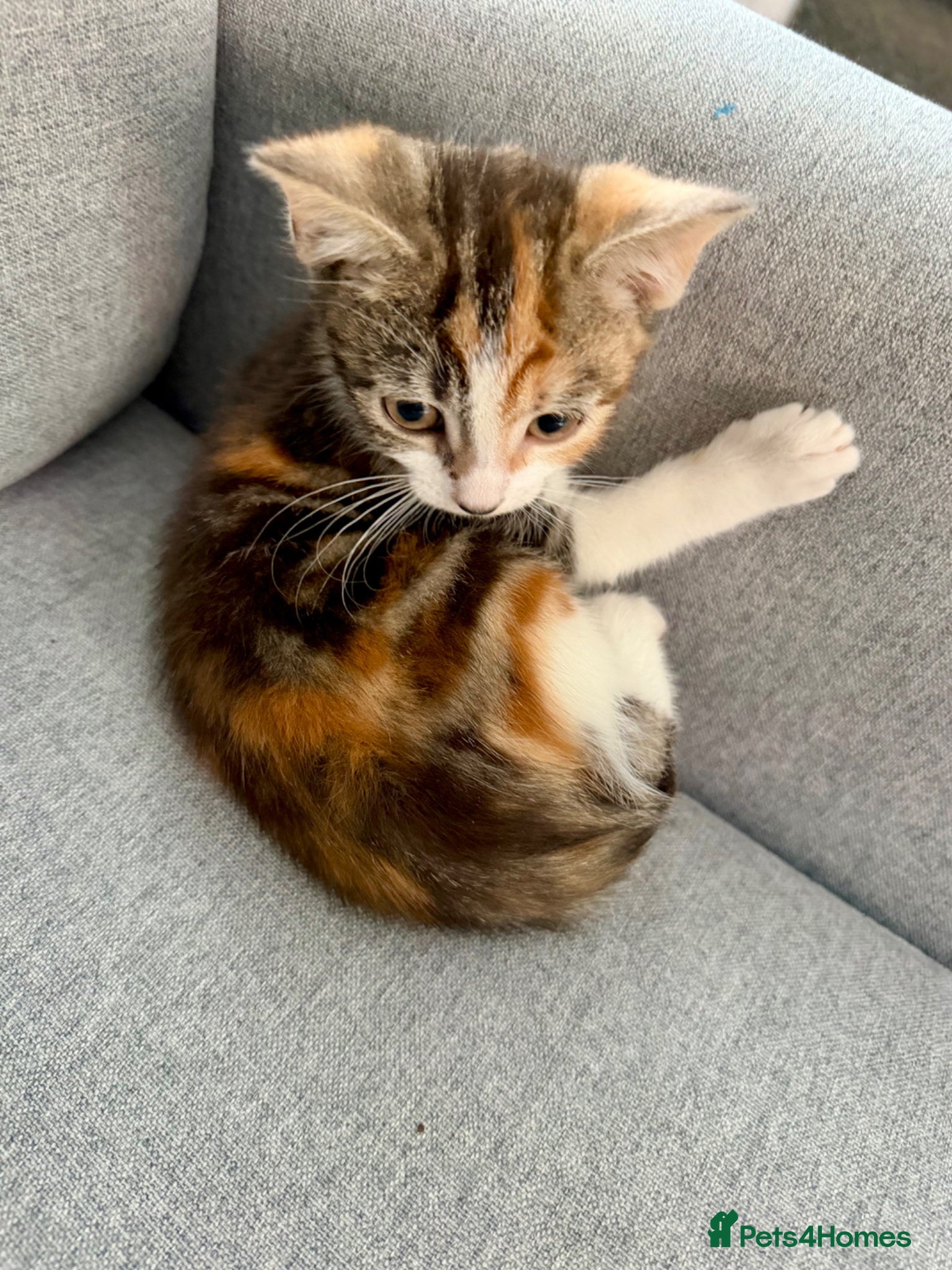 Girl kitten