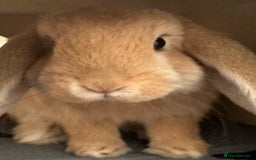 English Lop rabbits for sale: Bambino - Image 6