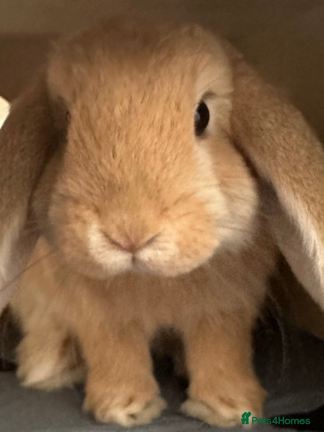 English Lop rabbits for sale: Bambino - Image 6