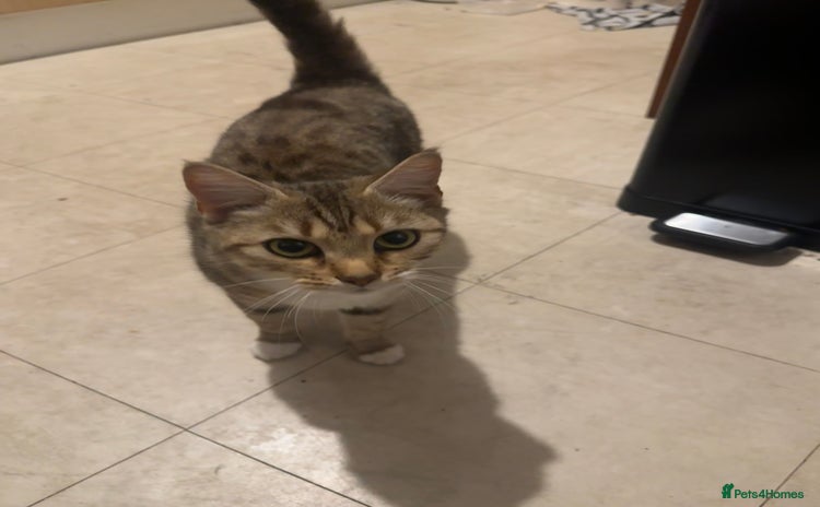 Domestic Shorthair cats - Advert 15