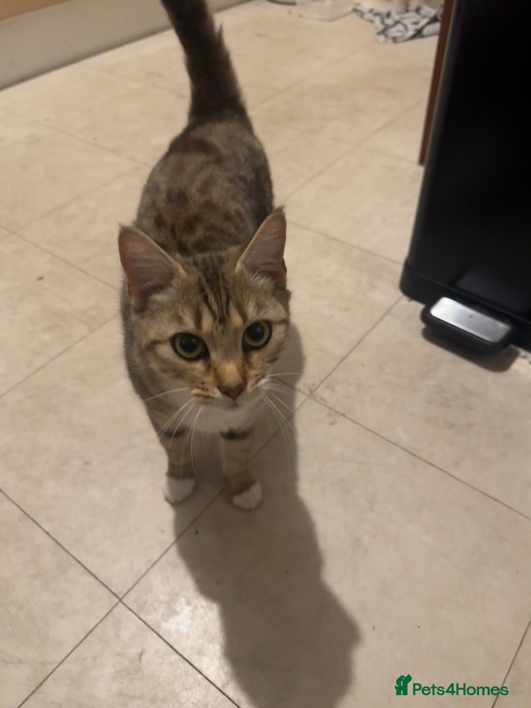 Domestic Shorthair cats for sale: 3 year old girl looking for forever home - Image 1