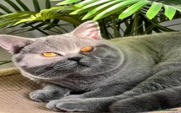 Ragdoll cats for sale: Two Show-Quality Cats Seeking Loving Homes - Image 6