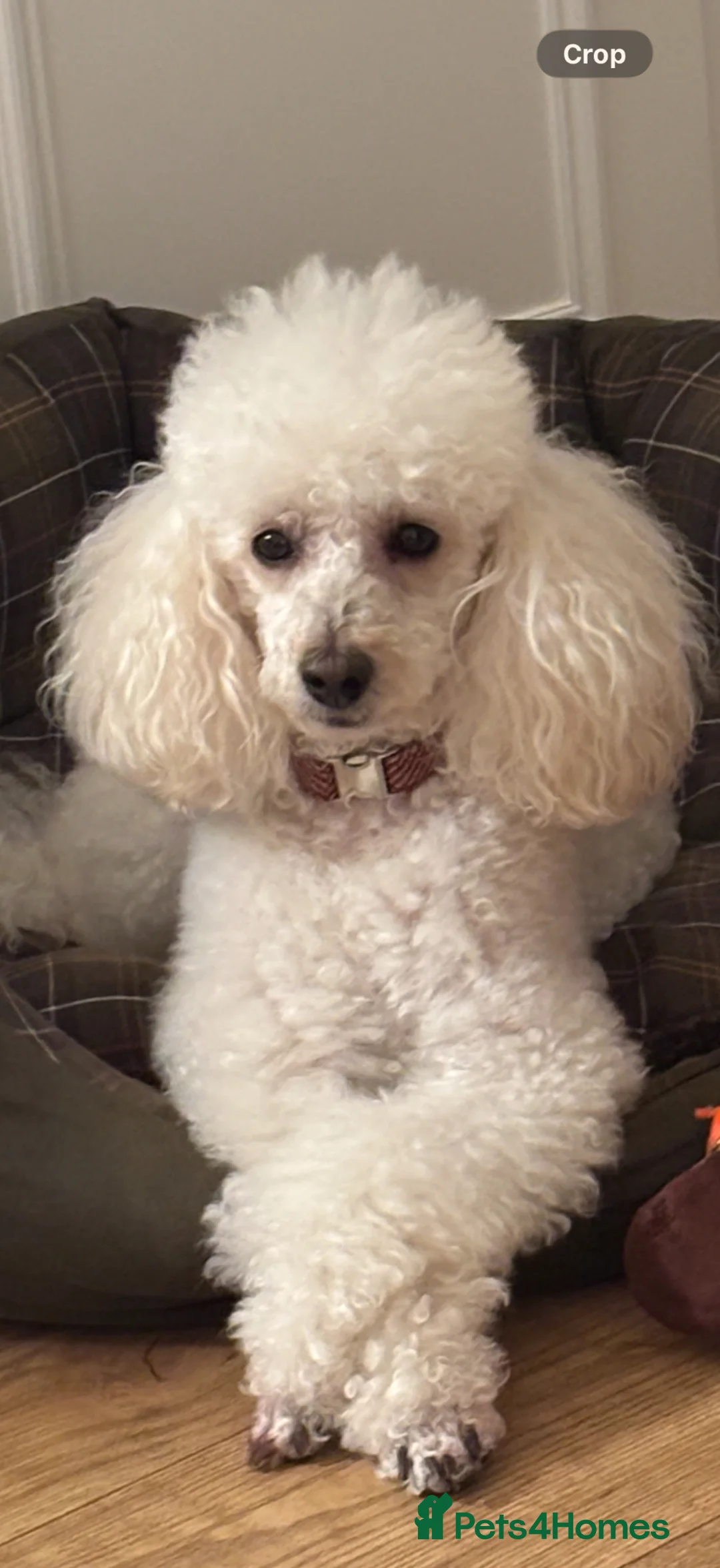 Miniature Poodle dogs for sale: KC registered miniature poodles - Advert 2