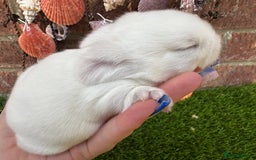 Mini Lop rabbits for sale: Stunning mini lops - Image 34