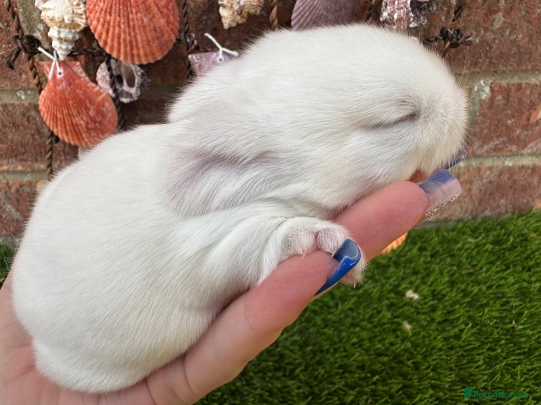 Mini Lop rabbits for sale: Stunning mini lops - Image 34