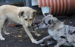 Mixed Breed dogs for adoption: 💙🐶 NICK AND MAILY 🐶💖 - Image 35