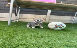 French Bulldog dogs for sale: Pink French bulldog puppies - Image 11