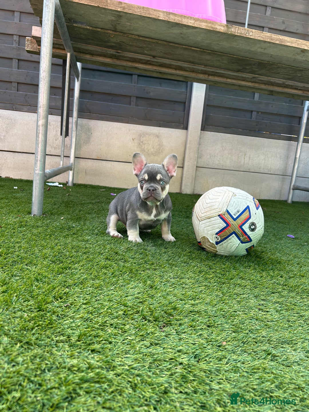 French Bulldog dogs for sale: Pink French bulldog puppies - Image 11