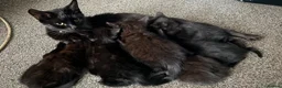 Mixed Breed cats for sale: Kittens  in Luton - Advert 10