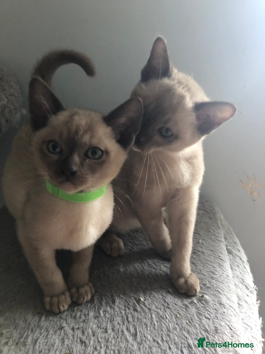 Tonkinese cats for sale: Tonkinese  - Advert 11