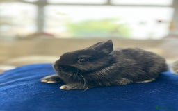 Netherland Dwarf rabbits for sale: Pure bred Netherlands dwarfs pairs  - Image 7