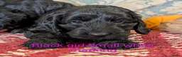 Cockapoo dogs for sale: Licensed breeder, health tested F1 cockapoos - Advert 14