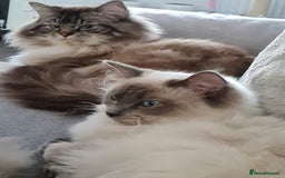 Ragdoll cats for sale: Ragdoll kitten Full Pedigree Beautiful Chunky Boys - Image 14