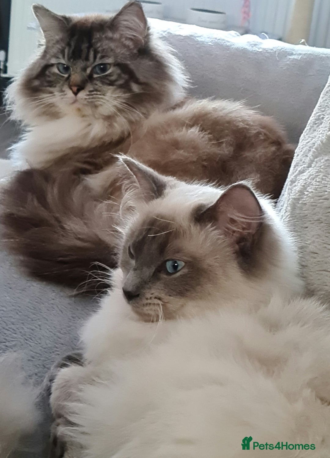 Ragdoll cats for sale: Ragdoll kitten Full Pedigree Beautiful Chunky Boys - Image 14