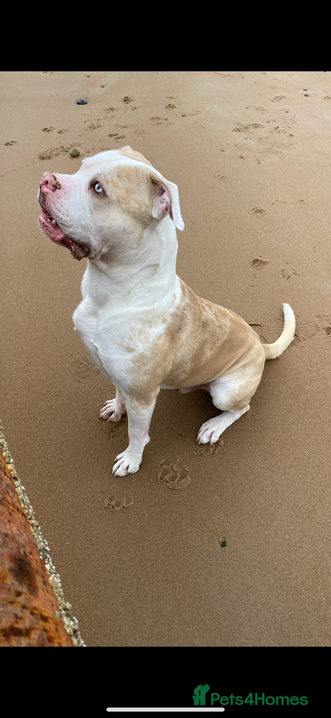 Alapaha Blue Blood Bulldog dogs for stud: Alapaha blue blood bulldog - Advert 14